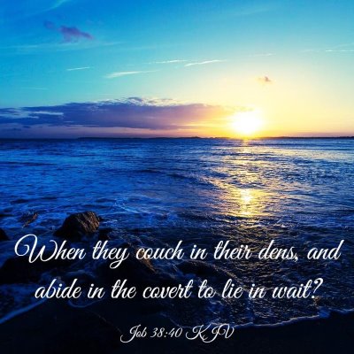 Picture 03 - Job 38:40 KJV - When they couch in their dens, and abide in the - Bible Verse Picture