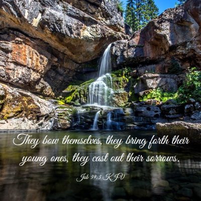 Picture 03 - Job 39:3 KJV - They bow themselves, they bring forth their young - Bible Verse Picture
