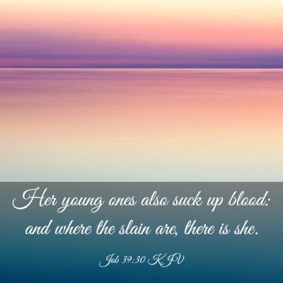 Picture 03 - Job 39:30 KJV - Her young ones also suck up blood: and where the - Bible Verse Picture