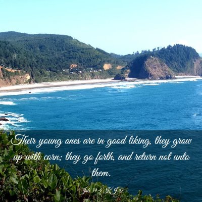 Picture 03 - Job 39:4 KJV - Their young ones are in good liking, they grow up - Bible Verse Picture
