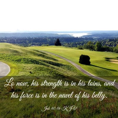 Picture 03 - Job 40:16 KJV - Lo now, his strength is in his loins, and his - Bible Verse Picture