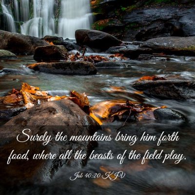Picture 03 - Job 40:20 KJV - Surely the mountains bring him forth food, where - Bible Verse Picture