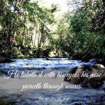 Picture 03 - Job 40:24 KJV - He taketh it with his eyes: his nose pierceth - Bible Verse Picture
