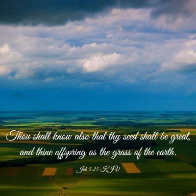 Picture 03 - Job 5:25 KJV - Thou shalt know also that thy seed shall be - Bible Verse Picture