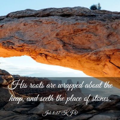 Picture 03 - Job 8:17 KJV - His roots are wrapped about the heap, and seeth - Bible Verse Picture