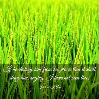 Picture 03 - Job 8:18 KJV - If he destroy him from his place, then it shall - Bible Verse Picture