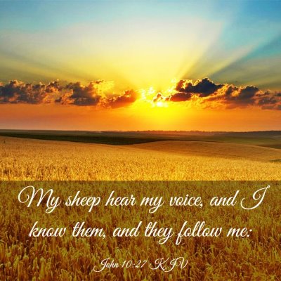 Picture 03 - John 10:27 KJV - My sheep hear my voice, and I know them, and they - Bible Verse Picture