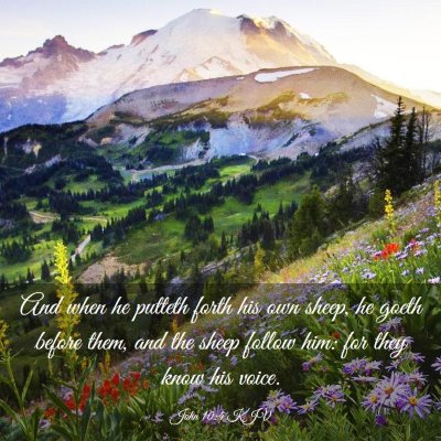Picture 03 - John 10:4 KJV - And when he putteth forth his own sheep, he goeth - Bible Verse Picture