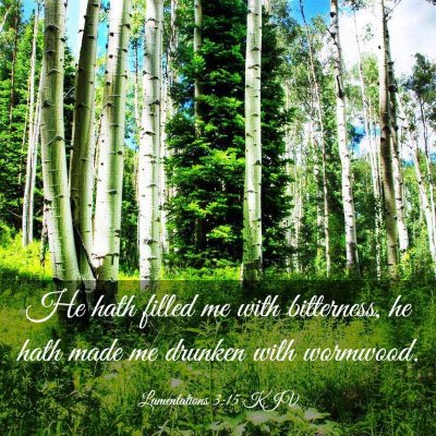 Picture 03 - Lamentations 3:15 KJV - He hath filled me with bitterness, he hath made - Bible Verse Picture