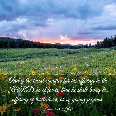 Picture 03 - Leviticus 1:14 KJV - And if the burnt sacrifice for his offering to - Bible Verse Picture