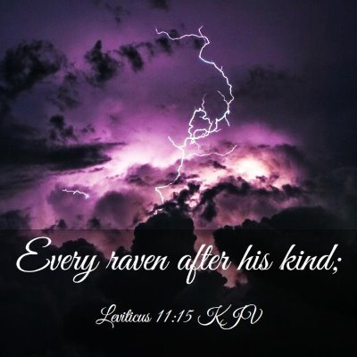 Picture 03 - Leviticus 11:15 KJV - Every raven after his - Bible Verse Picture