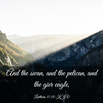 Picture 03 - Leviticus 11:18 KJV - And the swan, and the pelican, and the gier - Bible Verse Picture