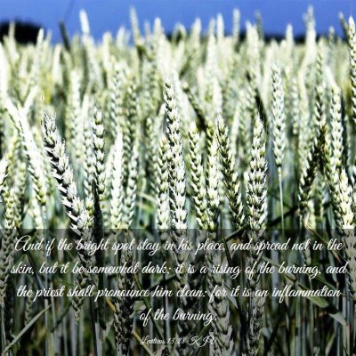 Picture 03 - Leviticus 13:28 KJV - And if the bright spot stay in his place, and - Bible Verse Picture