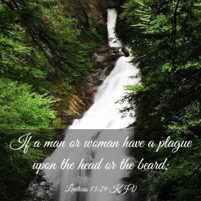 Picture 03 - Leviticus 13:29 KJV - If a man or woman have a plague upon the head or - Bible Verse Picture