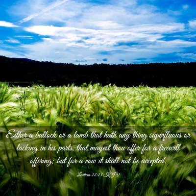 Picture 03 - Leviticus 22:23 KJV - Either a bullock or a lamb that hath any thing - Bible Verse Picture