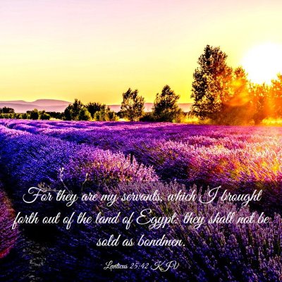 Picture 03 - Leviticus 25:42 KJV - For they are my servants, which I brought forth - Bible Verse Picture