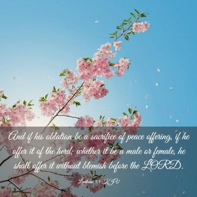 Picture 03 - Leviticus 3:1 KJV - And if his oblation be a sacrifice of peace - Bible Verse Picture