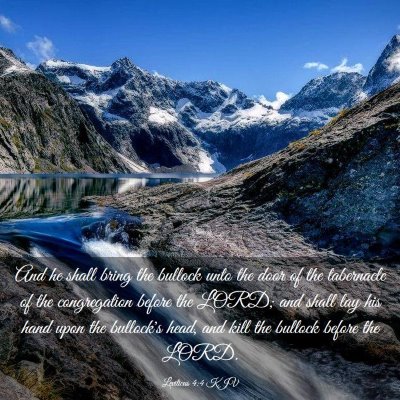 Picture 03 - Leviticus 4:4 KJV - And he shall bring the bullock unto the door of - Bible Verse Picture