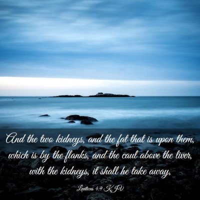 Picture 03 - Leviticus 4:9 KJV - And the two kidneys, and the fat that is upon - Bible Verse Picture