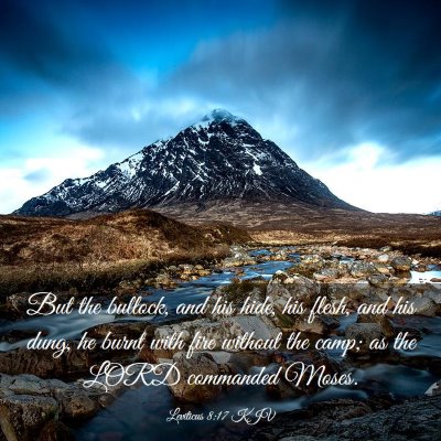 Picture 03 - Leviticus 8:17 KJV - But the bullock, and his hide, his flesh, and his - Bible Verse Picture