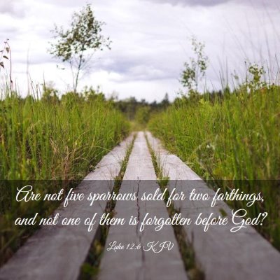 Picture 03 - Luke 12:6 KJV - Are not five sparrows sold for two farthings, and - Bible Verse Picture