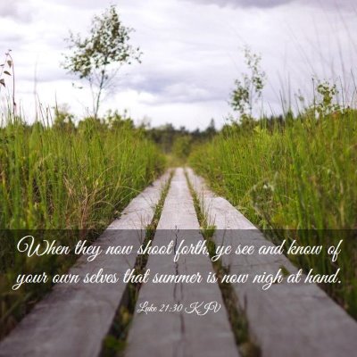 Picture 03 - Luke 21:30 KJV - When they now shoot forth, ye see and know of - Bible Verse Picture