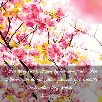 Picture 03 - Luke 6:44 KJV - For every tree is known by his own fruit. For of - Bible Verse Picture