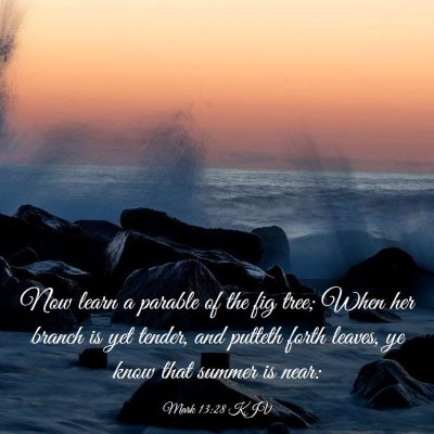 Picture 03 - Mark 13:28 KJV - Now learn a parable of the fig tree; When her - Bible Verse Picture