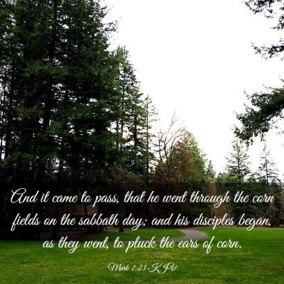 Picture 03 - Mark 2:23 KJV - And it came to pass, that he went through the - Bible Verse Picture