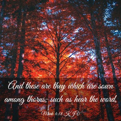 Picture 03 - Mark 4:18 KJV - And these are they which are sown among thorns; - Bible Verse Picture