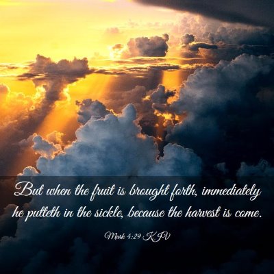 Picture 03 - Mark 4:29 KJV - But when the fruit is brought forth, immediately - Bible Verse Picture