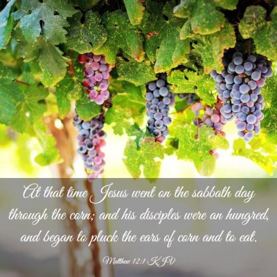 Picture 03 - Matthew 12:1 KJV - At that time Jesus went on the sabbath day - Bible Verse Picture
