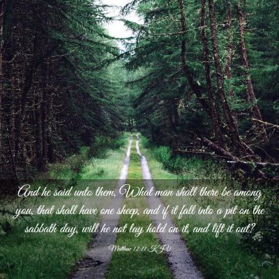Picture 03 - Matthew 12:11 KJV - And he said unto them, What man shall there be - Bible Verse Picture