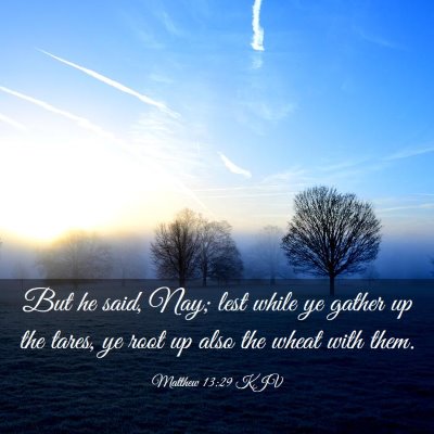 Picture 03 - Matthew 13:29 KJV - But he said, Nay; lest while ye gather up the - Bible Verse Picture