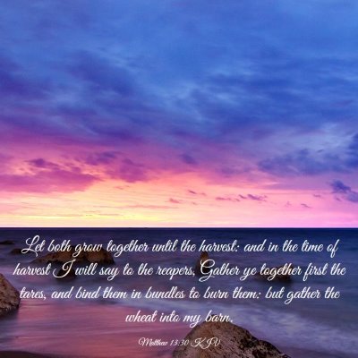 Picture 03 - Matthew 13:30 KJV - Let both grow together until the harvest: and in - Bible Verse Picture