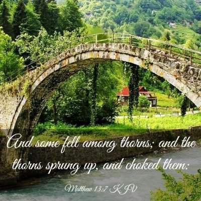 Picture 03 - Matthew 13:7 KJV - And some fell among thorns; and the thorns sprung - Bible Verse Picture