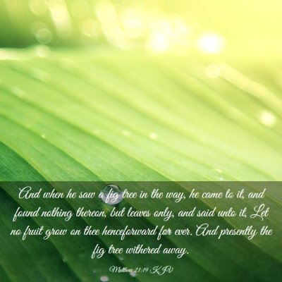 Picture 03 - Matthew 21:19 KJV - And when he saw a fig tree in the way, he came to - Bible Verse Picture