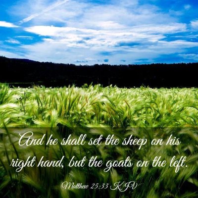 Picture 03 - Matthew 25:33 KJV - And he shall set the sheep on his right hand, but - Bible Verse Picture