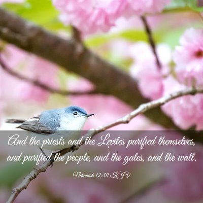 Picture 03 - Nehemiah 12:30 KJV - And the priests and the Levites purified - Bible Verse Picture