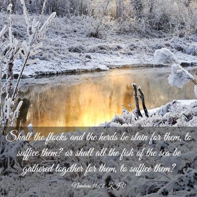 Picture 03 - Numbers 11:22 KJV - Shall the flocks and the herds be slain for them, - Bible Verse Picture