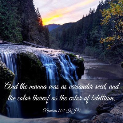 Picture 03 - Numbers 11:7 KJV - And the manna was as coriander seed, and the - Bible Verse Picture