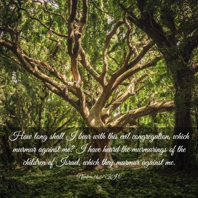 Picture 03 - Numbers 14:27 KJV - How long shall I bear with this evil - Bible Verse Picture