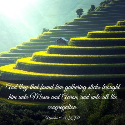 Picture 03 - Numbers 15:33 KJV - And they that found him gathering sticks brought - Bible Verse Picture