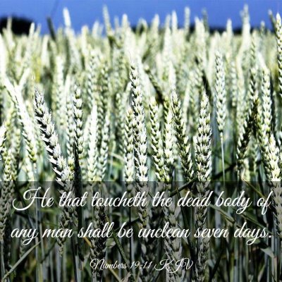 Picture 03 - Numbers 19:11 KJV - He that toucheth the dead body of any man shall - Bible Verse Picture