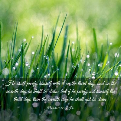 Picture 03 - Numbers 19:12 KJV - He shall purify himself with it on the third day, - Bible Verse Picture