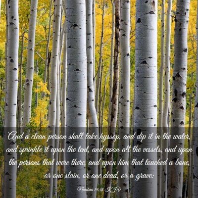 Picture 03 - Numbers 19:18 KJV - And a clean person shall take hyssop, and dip it - Bible Verse Picture