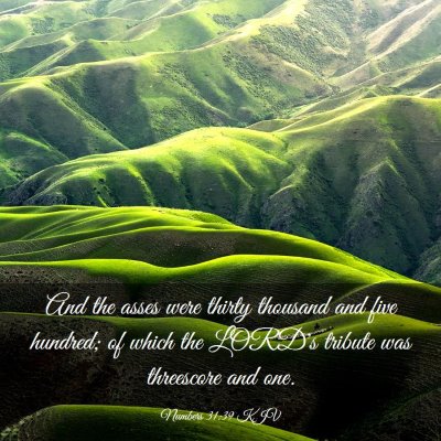 Picture 03 - Numbers 31:39 KJV - And the asses were thirty thousand and five - Bible Verse Picture