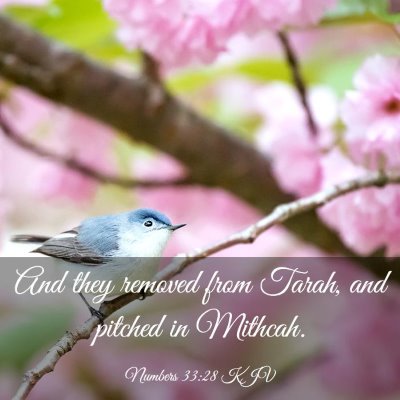 Picture 03 - Numbers 33:28 KJV - And they removed from Tarah, and pitched in - Bible Verse Picture