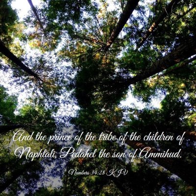 Picture 03 - Numbers 34:28 KJV - And the prince of the tribe of the children of - Bible Verse Picture