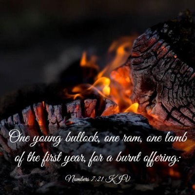 Picture 03 - Numbers 7:21 KJV - One young bullock, one ram, one lamb of the first - Bible Verse Picture